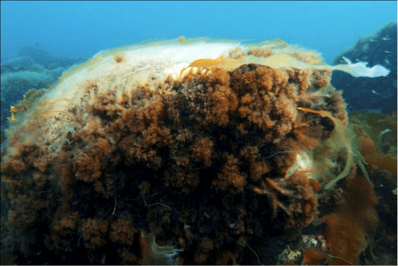 Dramatic example of the effect of sea ice abrasion on seabed biota