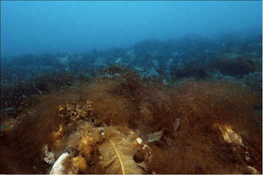 Forest-like canopy of desmarestia acuelate and kelps