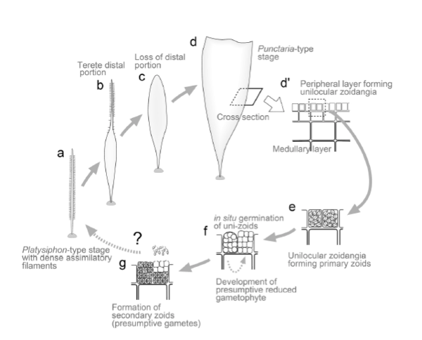 life history of platysiphon sp.