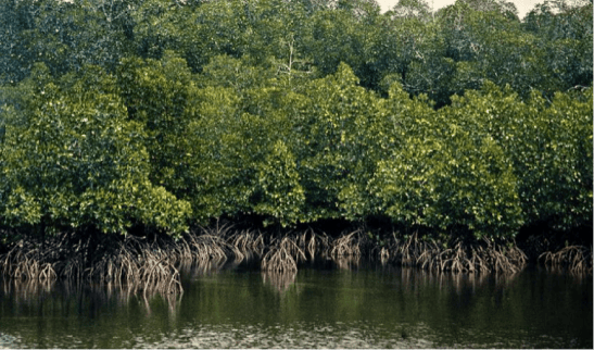 restored mangrove